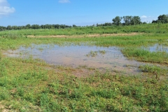 ubierta herbácea para el mantenimiento del cauce de alivio en el meandro de La Roza, Alfaro, La Rioja