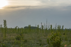 10 - Plantaciones