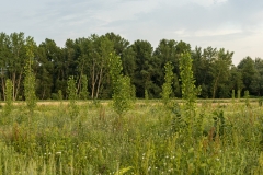 11 - Plantaciones