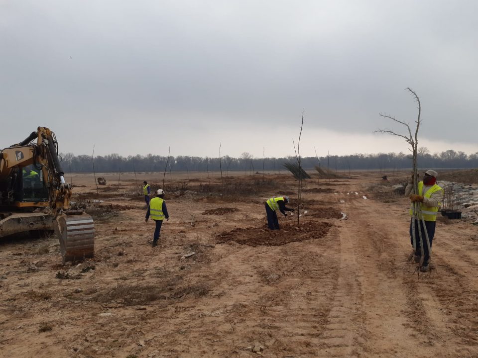 Plantación en el paraje de El Estajao